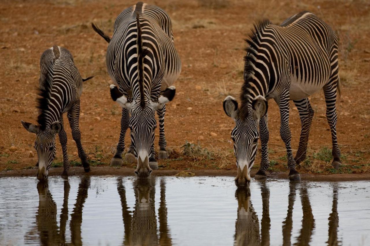 Samburu Sopa Lodge Archers Post Eksteriør billede